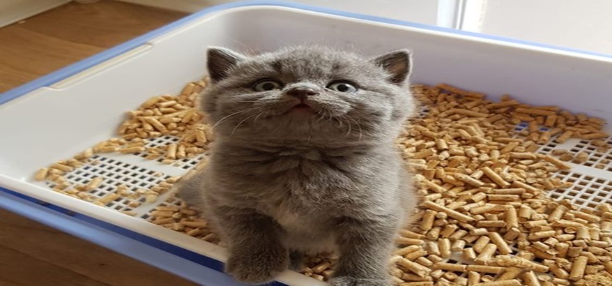 Inilah Keunggulan Jika Menggunakan Wood Pellet Untuk Kucing